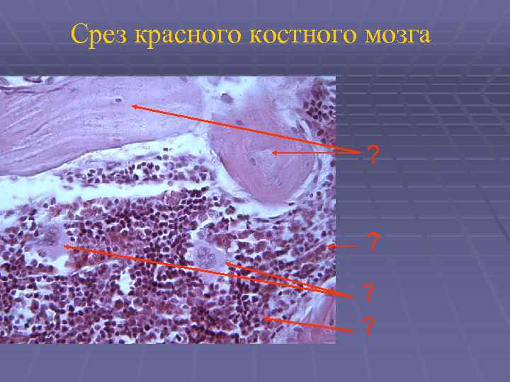 Срез красного костного мозга ? ? 