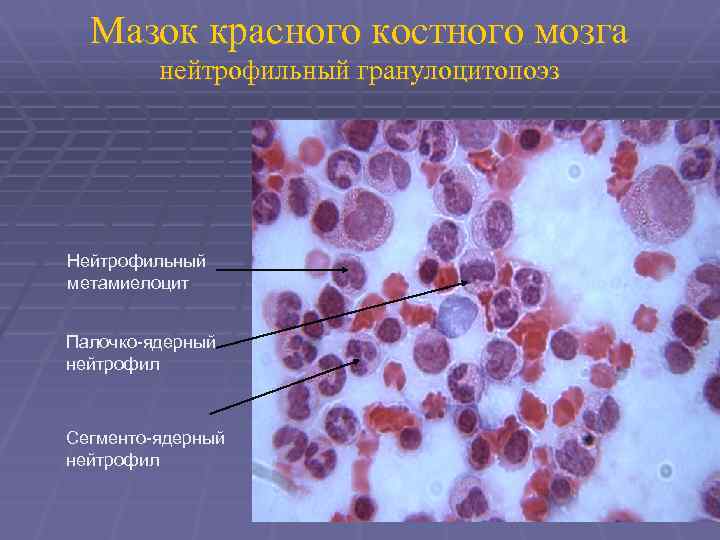 Клетки образующиеся в красном костном мозге