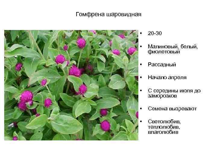 Гомфрена шаровидная • 20 -30 • Малиновый, белый, фиолетовый • Рассадный • Начало апреля