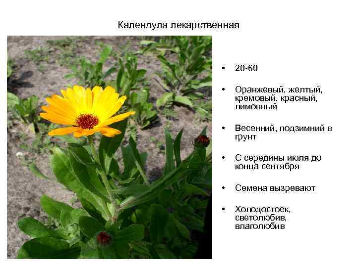 Календула лекарственная • 20 -60 • Оранжевый, желтый, кремовый, красный, лимонный • Весенний, подзимний