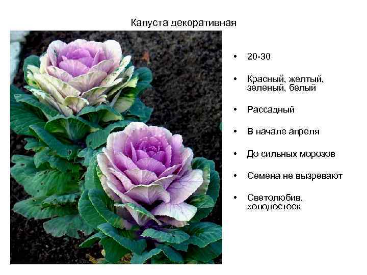 Капуста декоративная • 20 -30 • Красный, желтый, зеленый, белый • Рассадный • В