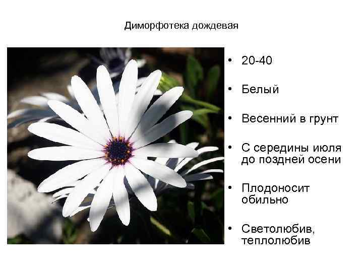 Диморфотека дождевая • 20 -40 • Белый • Весенний в грунт • С середины