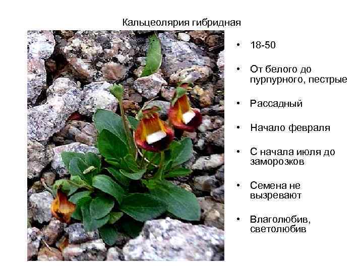 Кальцеолярия гибридная • 18 -50 • От белого до пурпурного, пестрые • Рассадный •