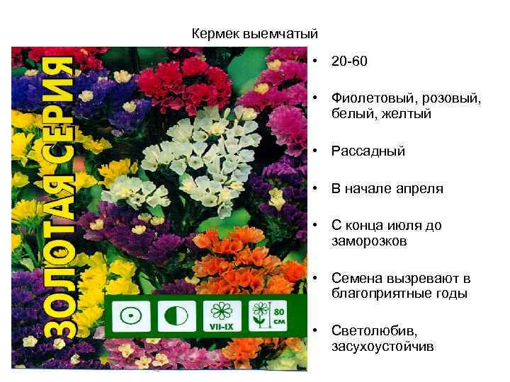 Кермек выемчатый • 20 -60 • Фиолетовый, розовый, белый, желтый • Рассадный • В