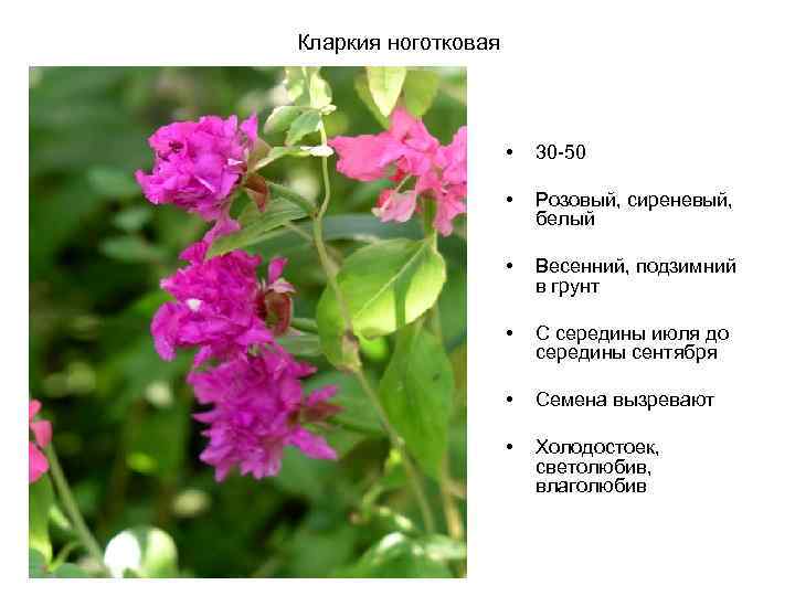 Кларкия ноготковая • 30 -50 • Розовый, сиреневый, белый • Весенний, подзимний в грунт