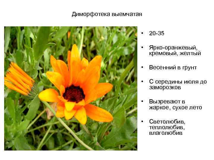 Диморфотека выемчатая • 20 -35 • Ярко-оранжевый, кремовый, желтый • Весенний в грунт •