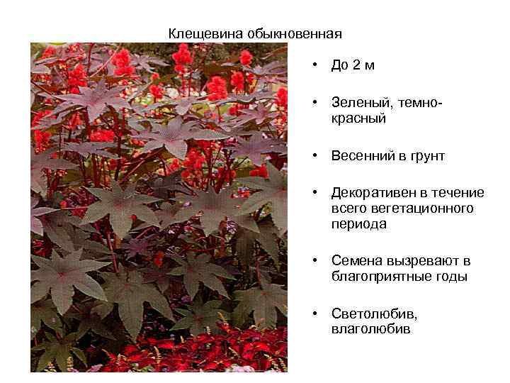 Клещевина обыкновенная • До 2 м • Зеленый, темнокрасный • Весенний в грунт •