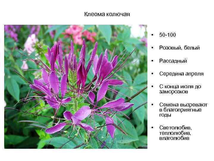 Клеома колючая • 50 -100 • Розовый, белый • Рассадный • Середина апреля •