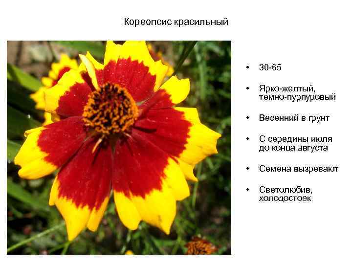 Кореопсис красильный • 30 -65 • Ярко-желтый, темно-пурпуровый • Весенний в грунт • С