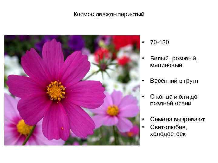Космос дваждыперистый • 70 -150 • Белый, розовый, малиновый • Весенний в грунт •