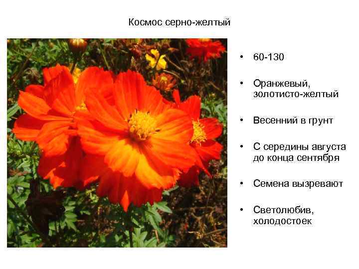 Космос серно-желтый • 60 -130 • Оранжевый, золотисто-желтый • Весенний в грунт • С
