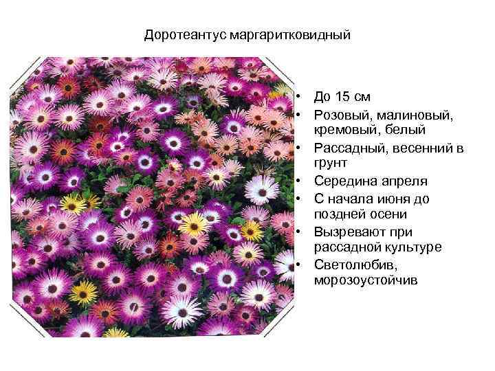 Доротеантус маргаритковидный • До 15 см • Розовый, малиновый, кремовый, белый • Рассадный, весенний