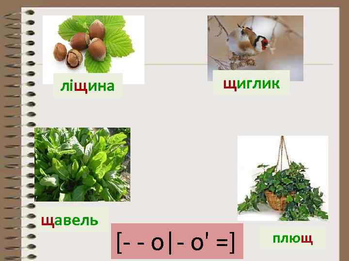 ліщина щавель щиглик [- - о|- о' =] плющ 