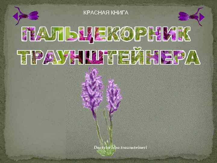 КРАСНАЯ КНИГА Dactylorhiza traunsteineri 