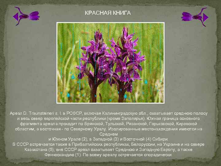 КРАСНАЯ КНИГА Ареал D. Traunsteineri s. l. в РСФСР, включая Калининградскую обл. , охватывает