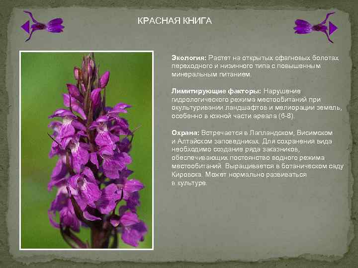 КРАСНАЯ КНИГА Экология: Растет на открытых сфагновых болотах переходного и низинного типа с повышенным