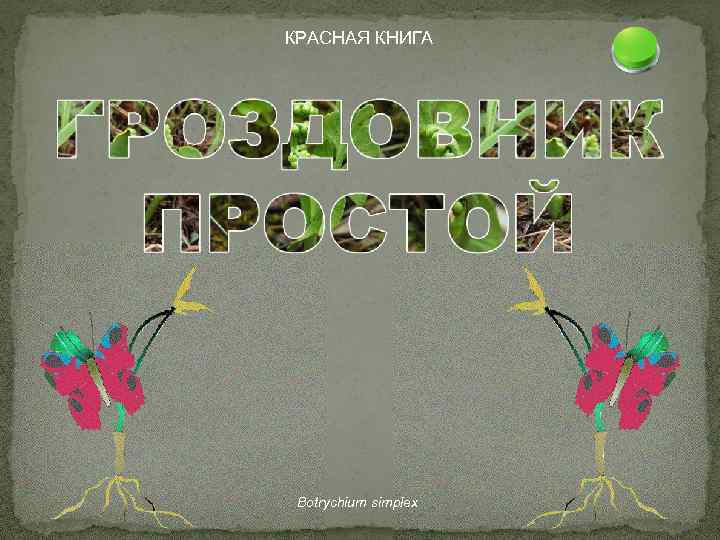 КРАСНАЯ КНИГА Botrychium simplex 