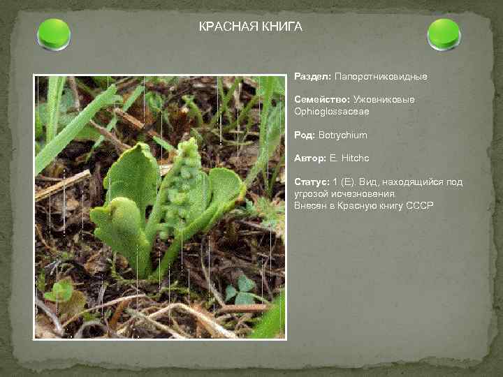 КРАСНАЯ КНИГА Раздел: Папоротниковидные Семейство: Ужовниковые Ophioglossaceae Род: Botrychium Автор: E. Hitchc Статус: 1