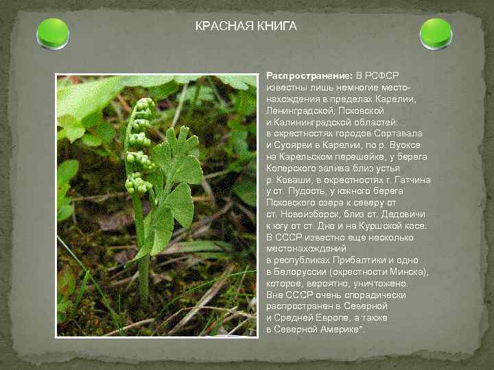 КРАСНАЯ КНИГА Распространение: В РСФСР известны лишь немногие местонахождения в пределах Карелии, Ленинградской, Псковской