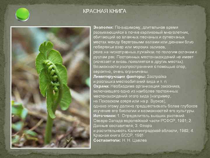 КРАСНАЯ КНИГА Экология: По-видимому, длительное время развивающийся в почве карликовый многолетник, обитающий во влажных