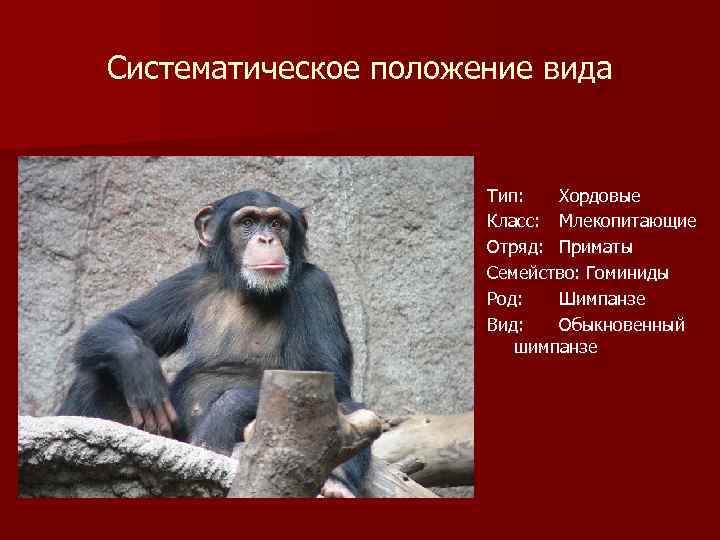 Шимпанзе какой род в русском языке