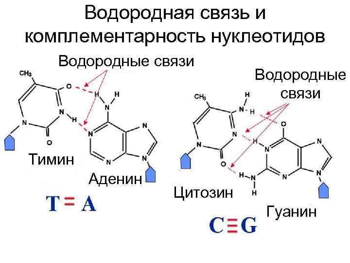 Днк аденин гуанин цитозин тимин