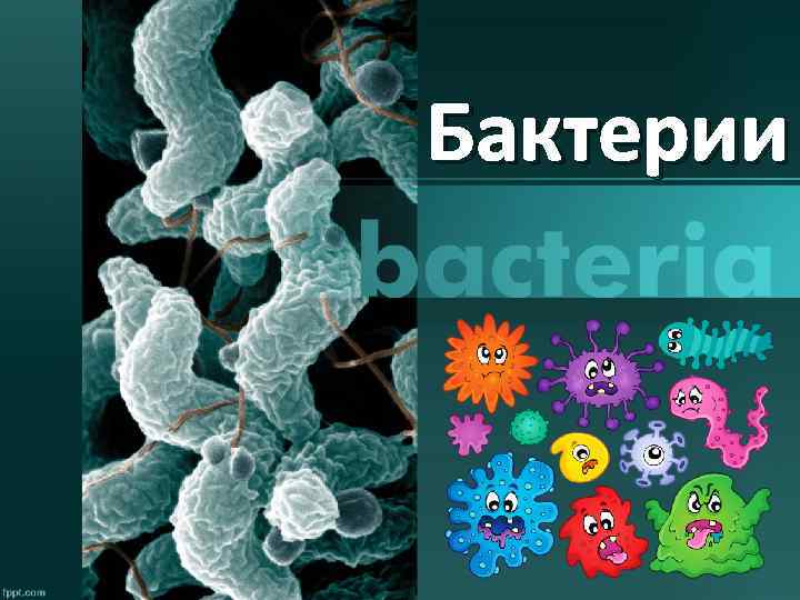 Бактерии 