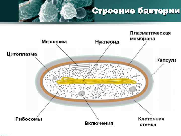 Строение бактерии 