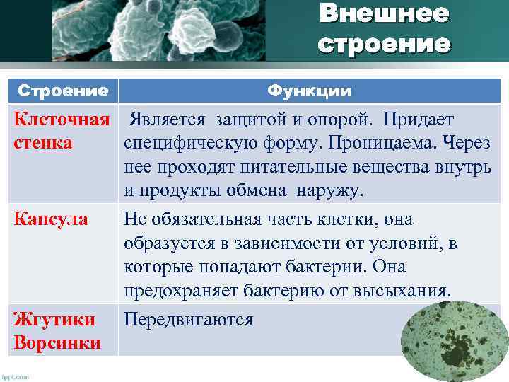 Внешнее строение Строение Функции Клеточная Является защитой и опорой. Придает стенка специфическую форму. Проницаема.