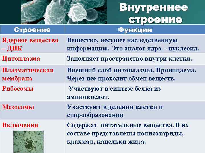 Строение Внутреннее строение Функции Ядерное вещество Вещество, несущее наследственную – ДНК информацию. Это аналог