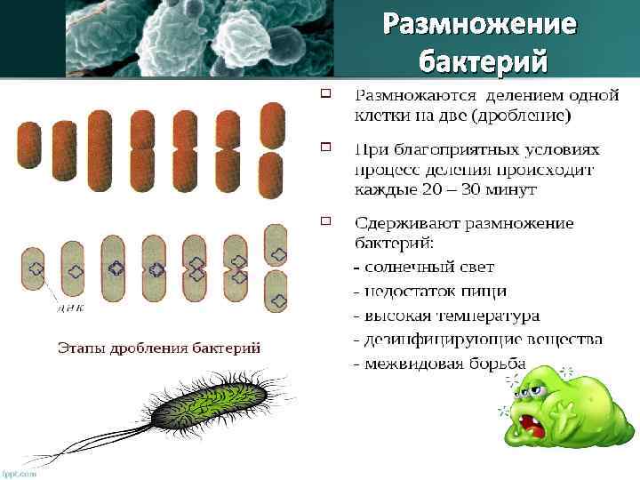 Презентация царство бактерий