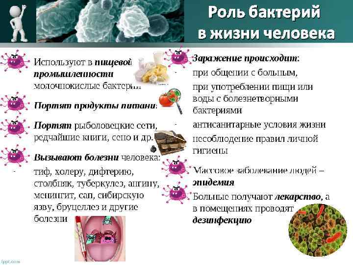 Роль бактерий в жизни человека 