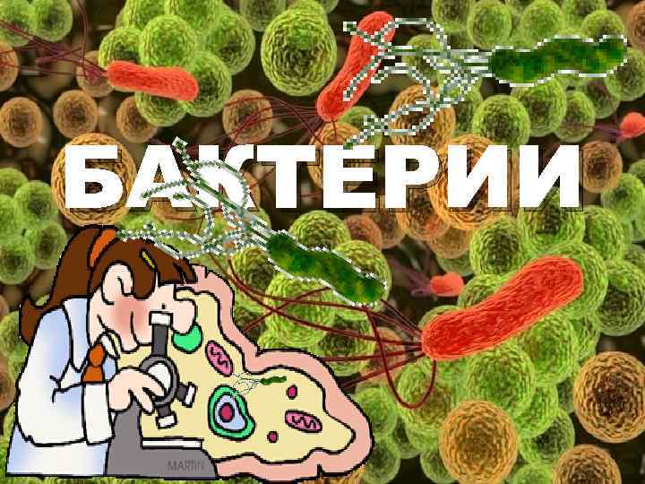 Презентация царство бактерий