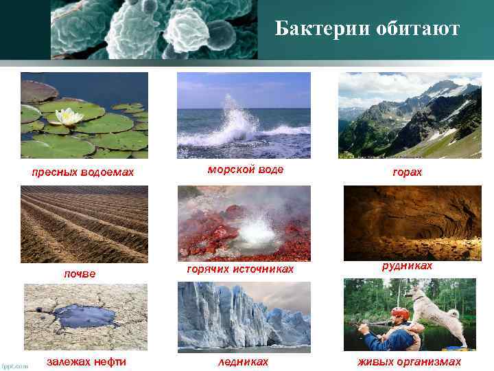 Бактерии обитают пресных водоемах почве залежах нефти морской воде горах горячих источниках рудниках ледниках