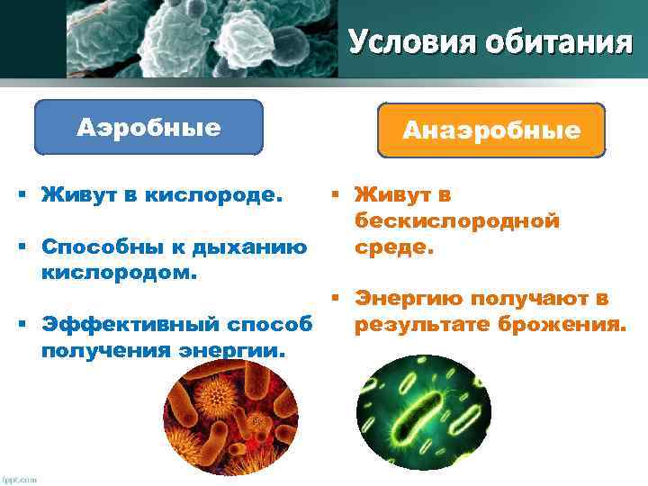 Приведите примеры аэробных и анаэробных организмов. Среда обитания микроорганизмов. Аэробные и анаэробные бактерии. Организмы живущие в кислородной среде. Бактерии живущие в бескислородной среде называются.