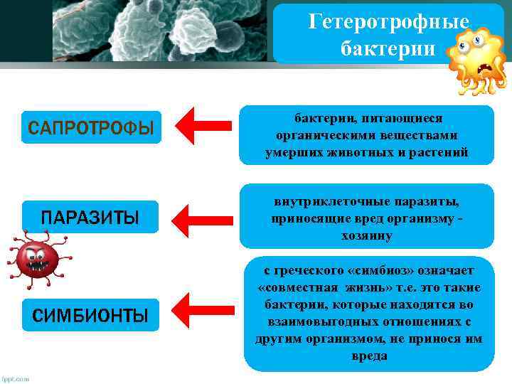 Гетеротрофные бактерии САПРОТРОФЫ бактерии, питающиеся органическими веществами умерших животных и растений ПАРАЗИТЫ внутриклеточные паразиты,