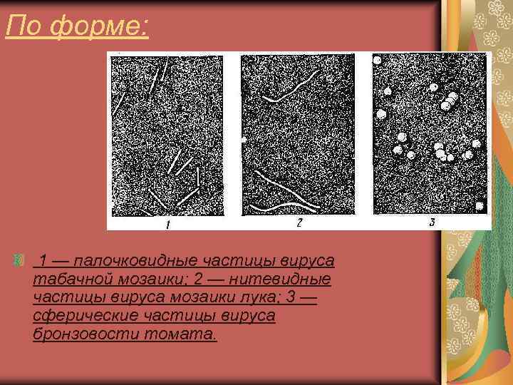 Частицы вирусов. Структура серого чугуна 10. Чугун кч30-6 структура. Структурные составляющие высокопрочного чугуна 60. Структура белого и серого чугуна.