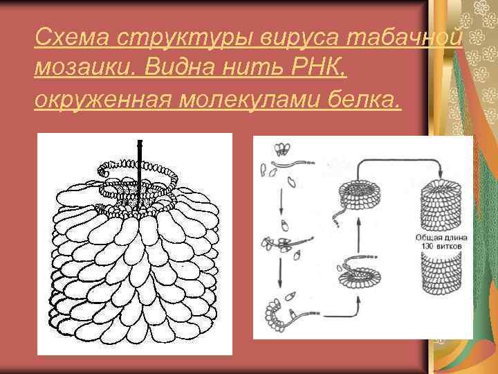 Строение вируса табачной мозаики рисунок