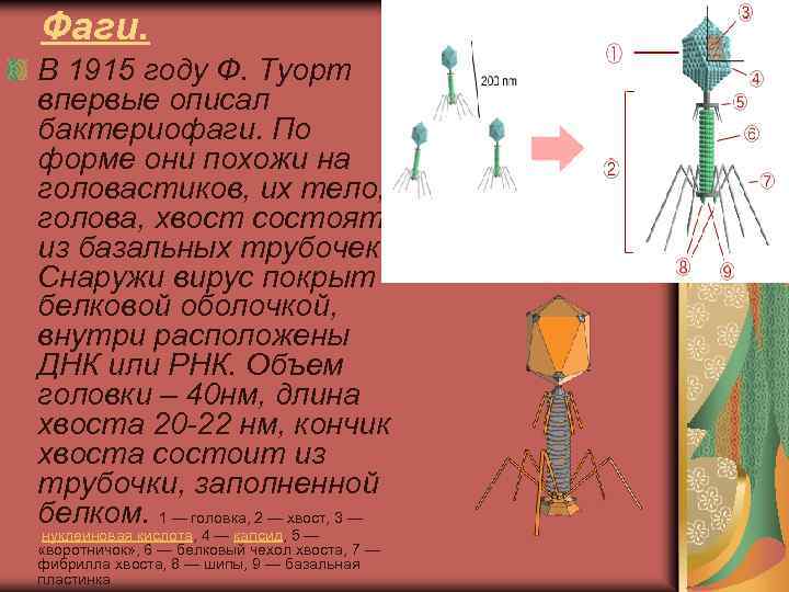 Фаги. В 1915 году Ф. Туорт впервые описал бактериофаги. По форме они похожи на