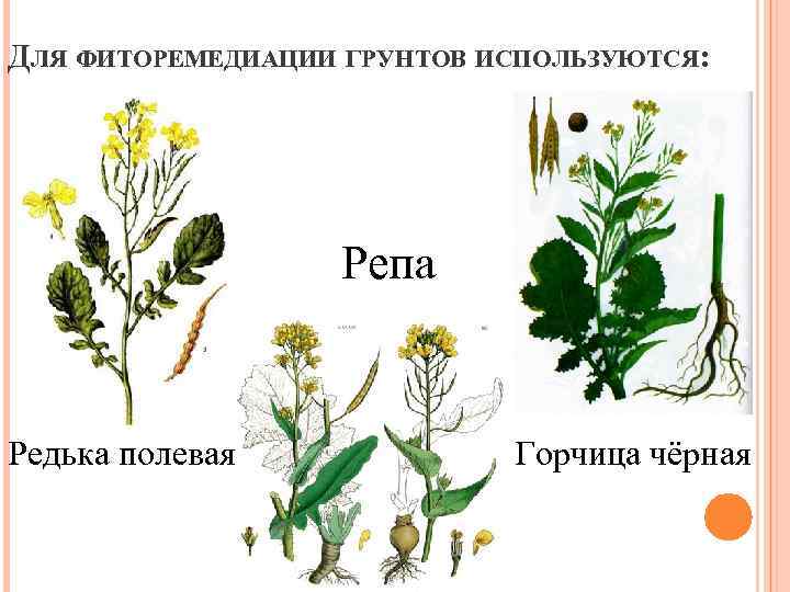 ДЛЯ ФИТОРЕМЕДИАЦИИ ГРУНТОВ ИСПОЛЬЗУЮТСЯ: Репа Редька полевая Горчица чёрная 