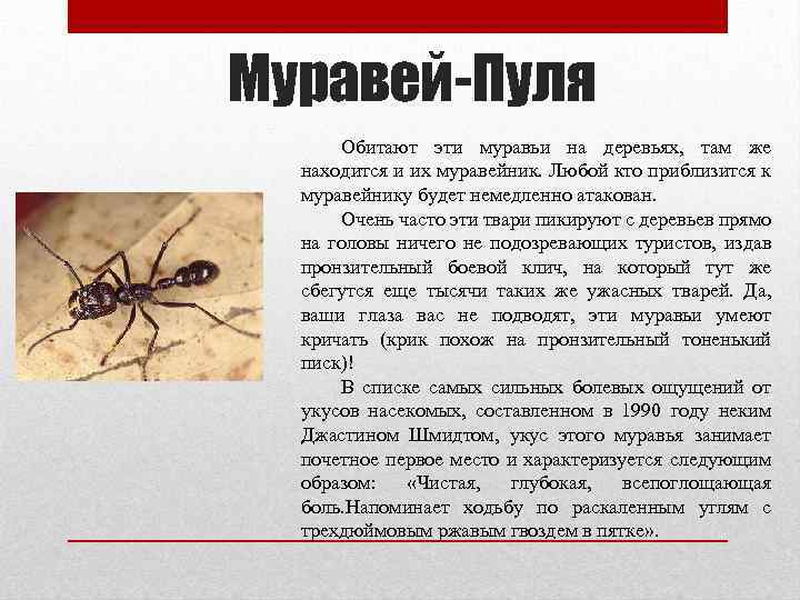 Муравей-Пуля Обитают эти муравьи на деревьях, там же находится и их муравейник. Любой кто