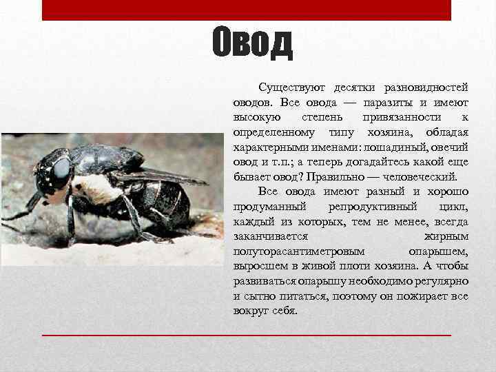 Овод Существуют десятки разновидностей оводов. Все овода — паразиты и имеют высокую степень привязанности