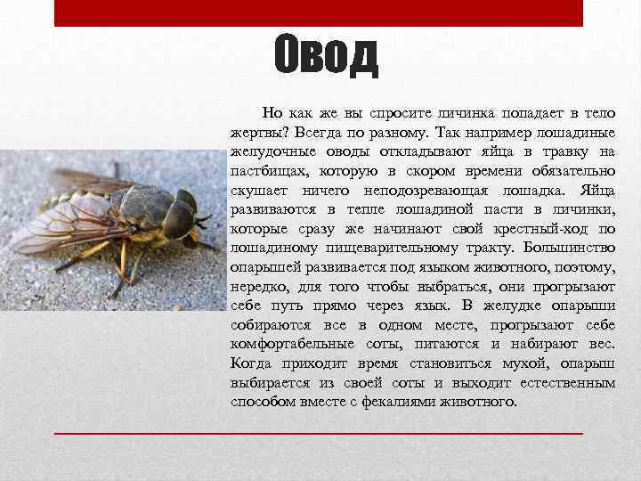 Овод Но как же вы спросите личинка попадает в тело жертвы? Всегда по разному.