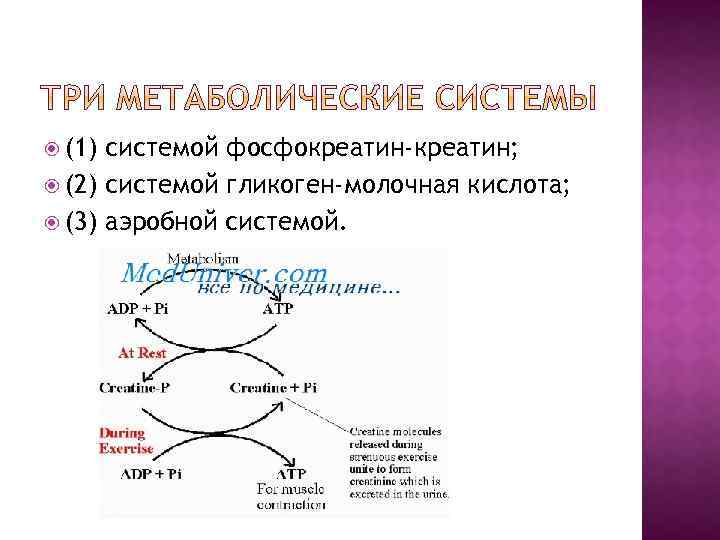  (1) системой фосфокреатин-креатин; (2) системой гликоген-молочная кислота; (3) аэробной системой. 