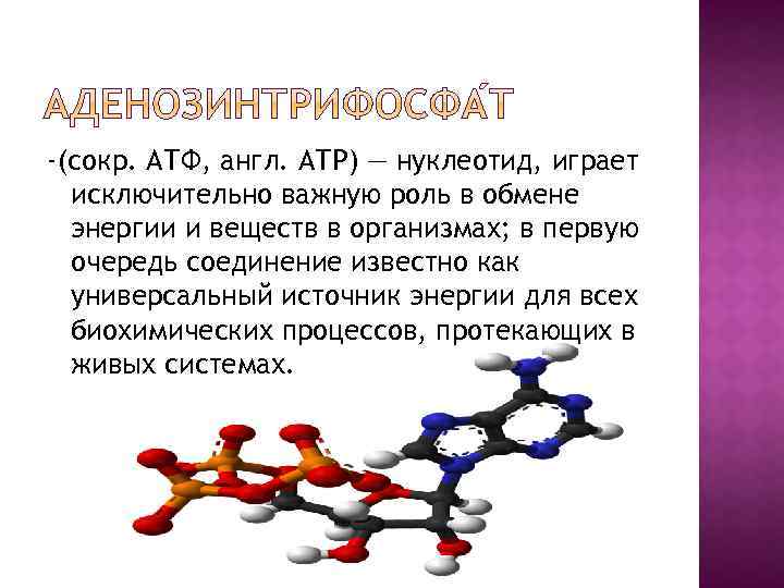 -(сокр. АТФ, англ. АТР) — нуклеотид, играет исключительно важную роль в обмене энергии и