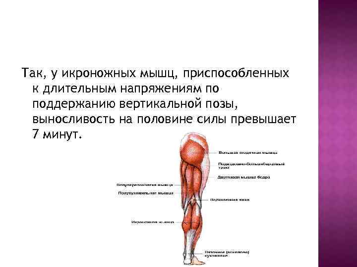 Так, у икроножных мышц, приспособленных к длительным напряжениям по поддержанию вертикальной позы, выносливость на