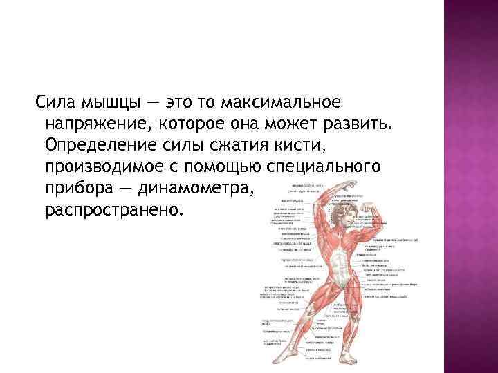 Сила мышцы — это то максимальное напряжение, которое она может развить. Определение силы сжатия