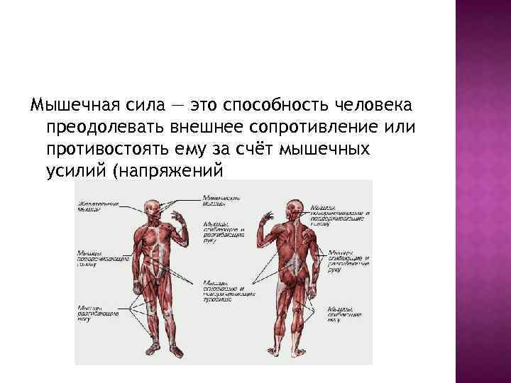 Мышечная сила — это способность человека преодолевать внешнее сопротивление или противостоять ему за счёт