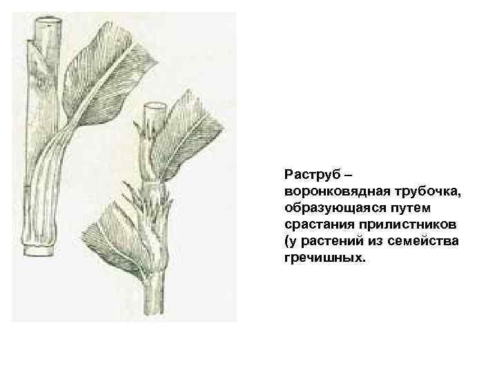 Раструб – воронковядная трубочка, образующаяся путем срастания прилистников (у растений из семейства гречишных. 