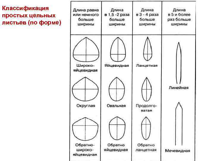 Классификация простых цельных листьев (по форме) 